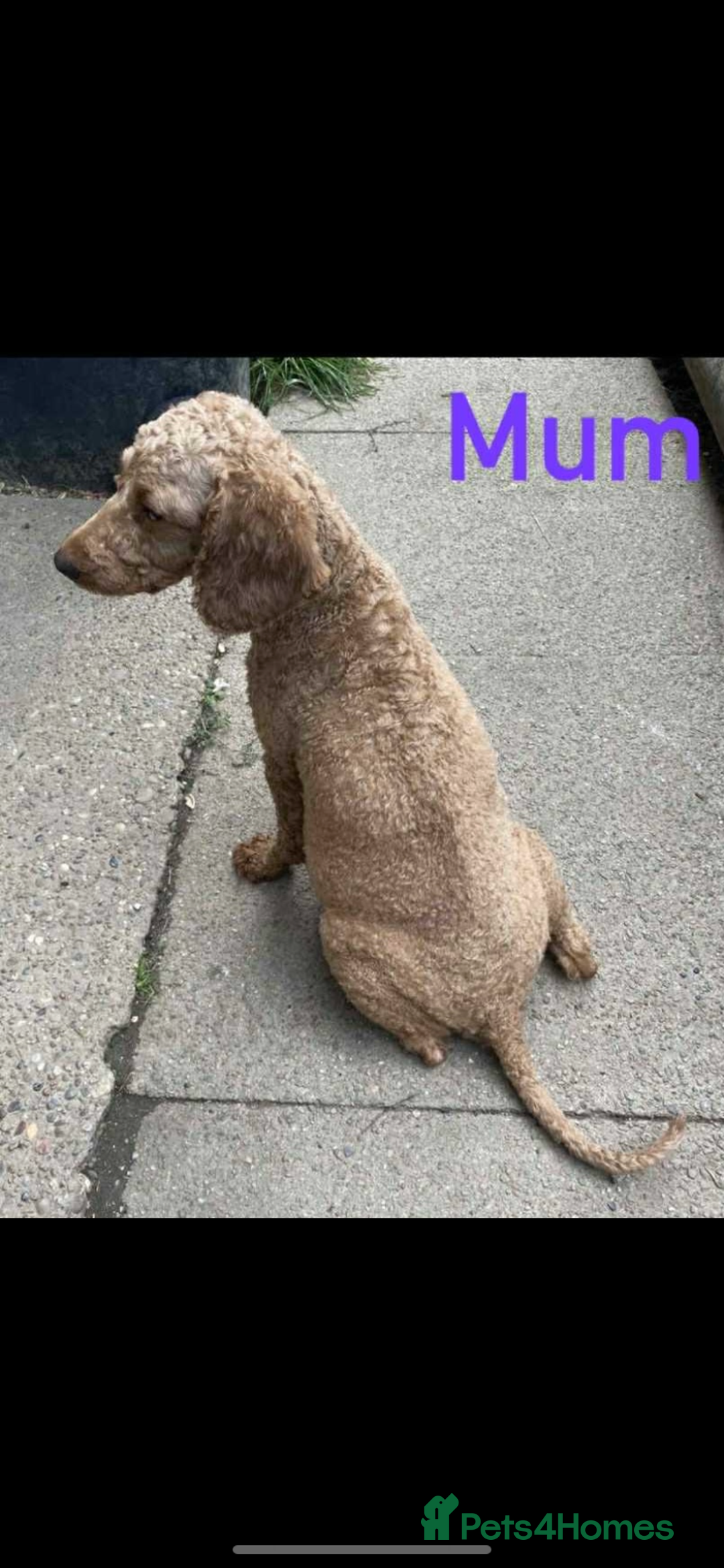 Miniature Poodle dogs for sale: Miniature poodles  - Image 7