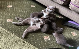 British Shorthair cats for sale: British blue short hair x ragdoll kittens - Image 17