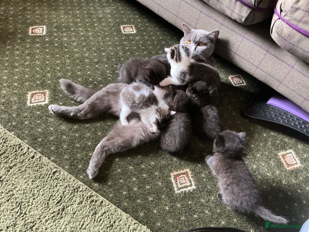 British Shorthair cats for sale: British blue short hair x ragdoll kittens - Image 17