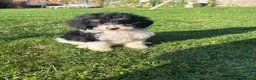 Cockapoo dogs for sale: Beautiful cockapoos  in Peterborough - Advert 14