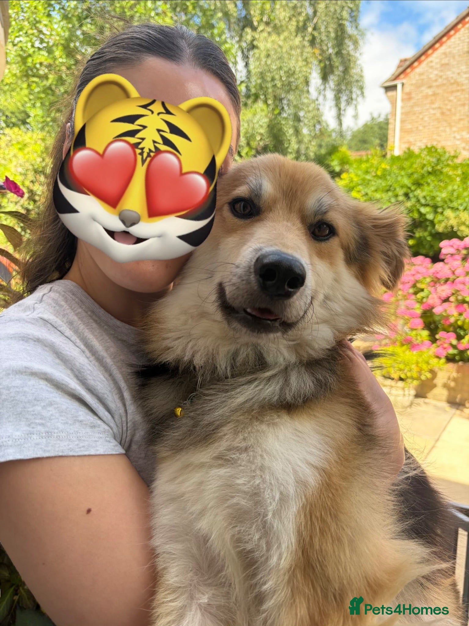 Mixed Breed dogs Meet Micah😍 - Advert 16