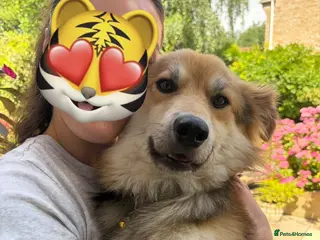 Mixed Breed dogs Meet Micah😍 - Advert 16