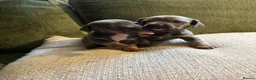 Mixed Breed dogs for sale: Miniature dachshund x French bulldog puppies  in Northampton - Advert 8