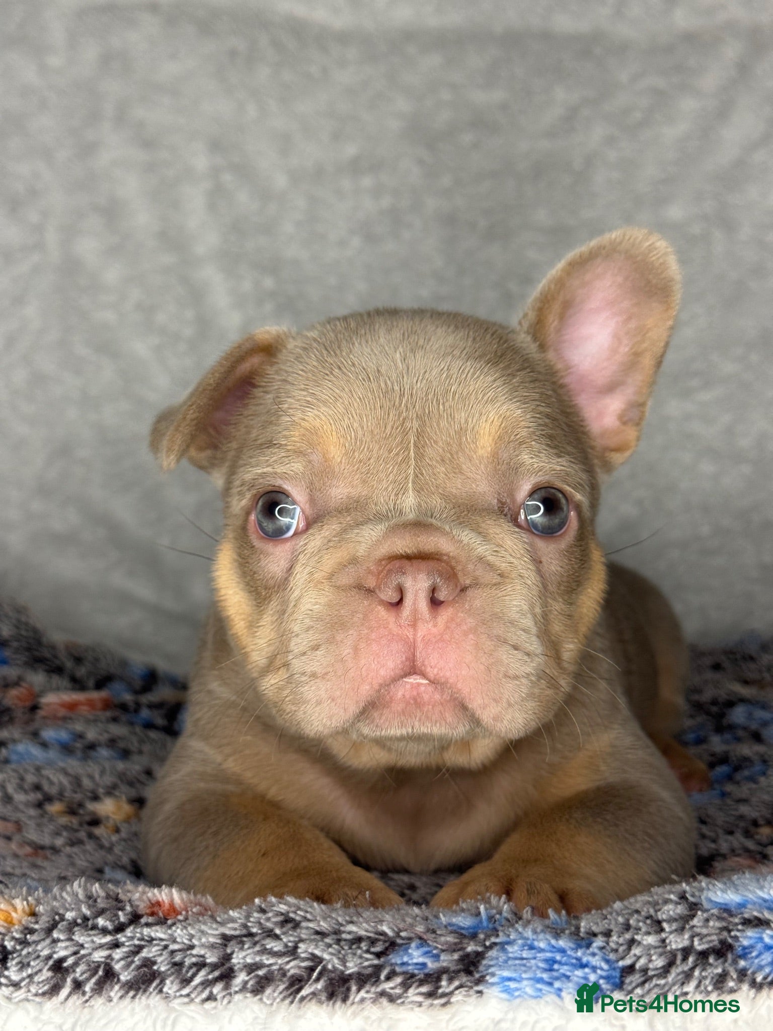 French Bulldog dogs KC Registered French Bulldog Puppies - Advert 1
