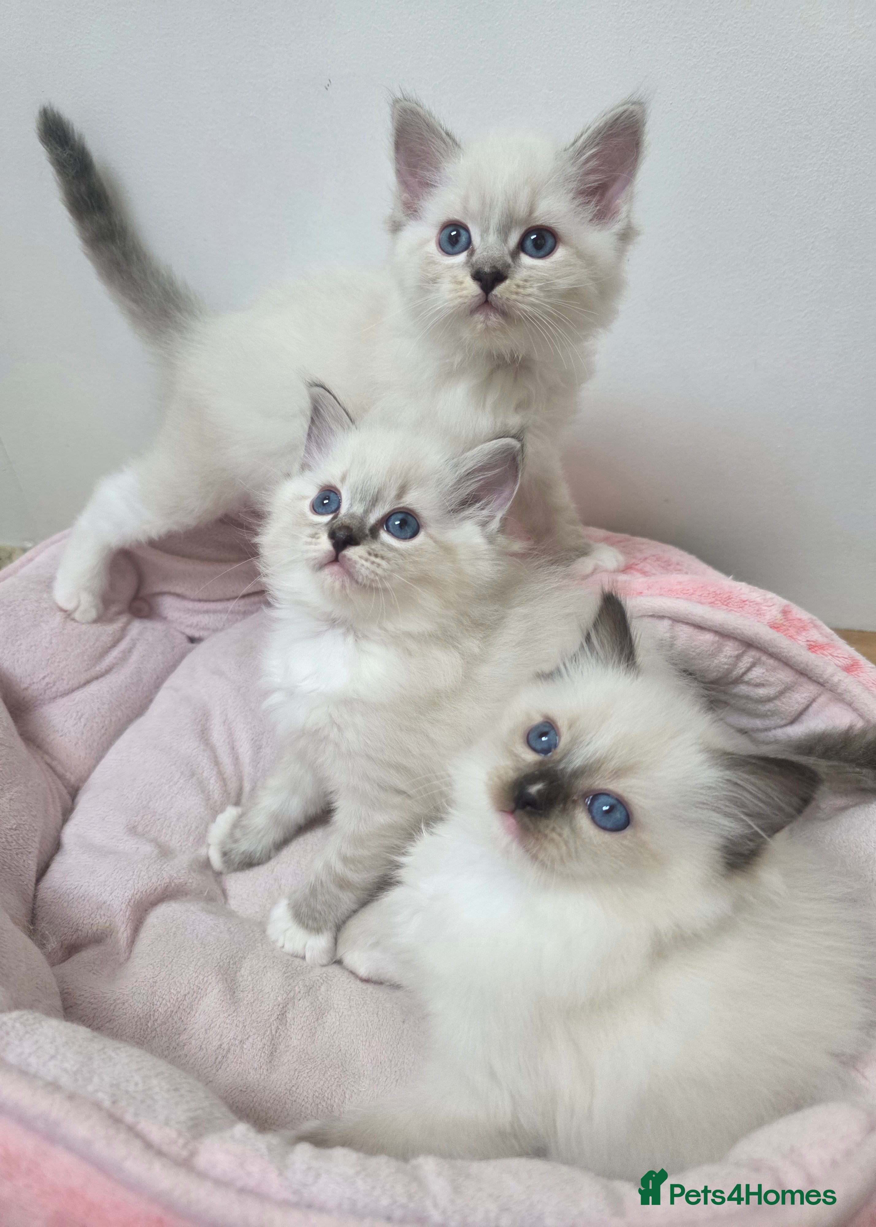 Ragdoll cats Stunning Ragdoll kitten - Advert 14