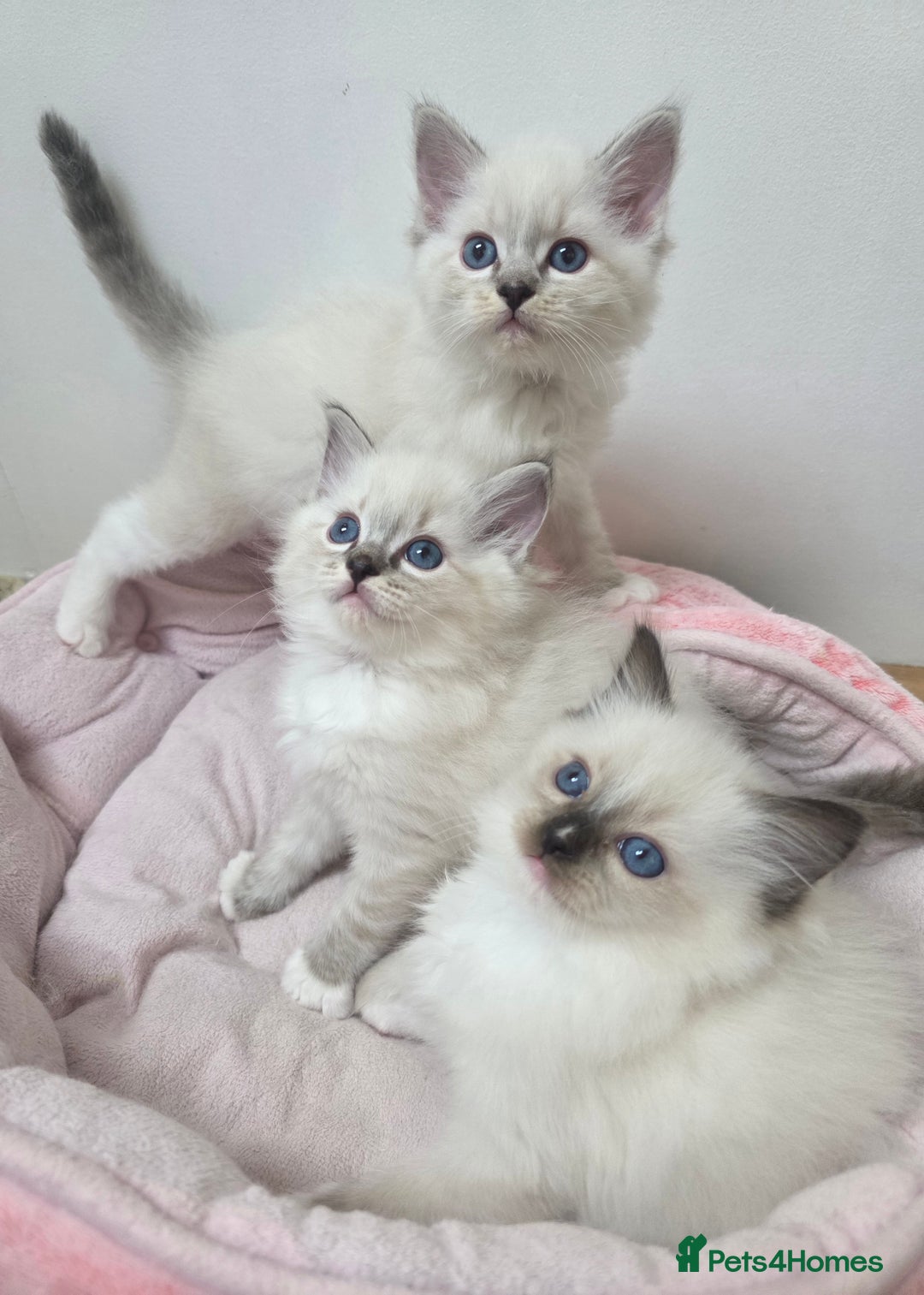 Ragdoll cats for sale: Stunning Ragdoll kitten - Advert 1