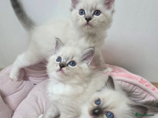 Ragdoll cats Stunning Ragdoll kitten - Advert 3