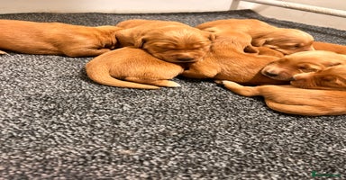 Golden Retriever dogs Dark Working Golden Retriever puppies - Advert 7