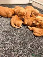 Golden Retriever dogs Dark Working Golden Retriever puppies - Advert 7