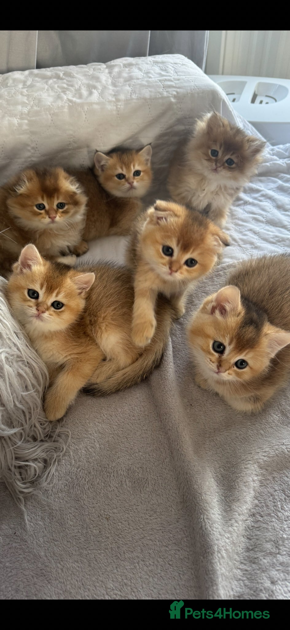 Scottish Fold cats for sale: Scottish pedigree golden kittens - Advert 6