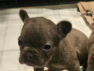 French Bulldog dogs for sale - Advert 1