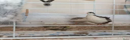 Quail poultry for sale: Tiny Button Quail - Tuxedo Pied Group - Advert 2