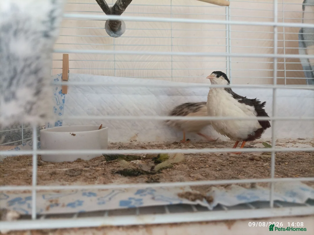 Quail poultry for sale: Tiny Button Quail - Tuxedo Pied Group - Advert 2