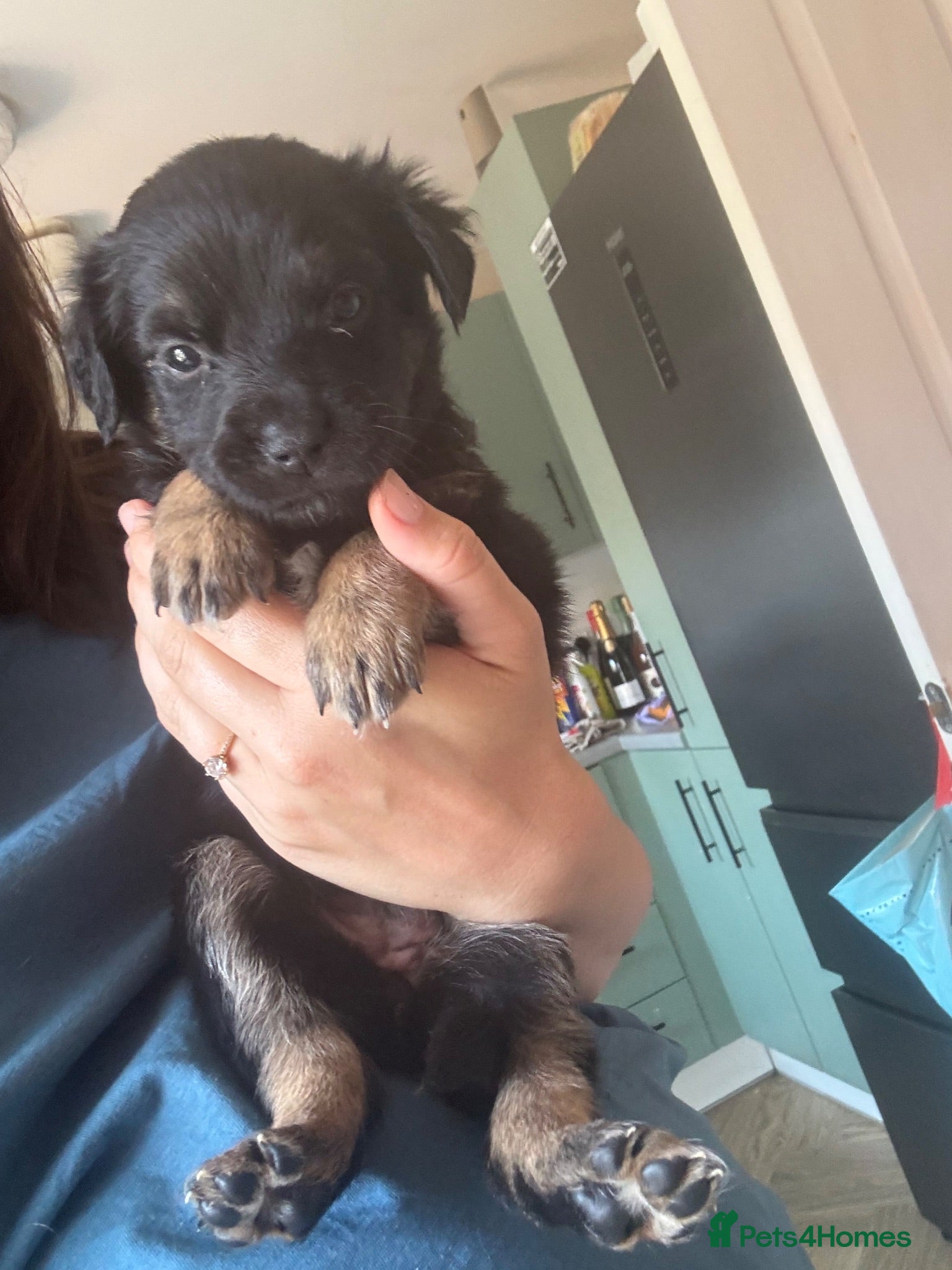 Mixed Breed dogs Beautiful German shepherd cross puppies  - Advert 4