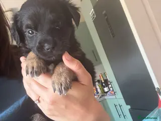 Mixed Breed dogs Beautiful German shepherd cross puppies - Advert 1
