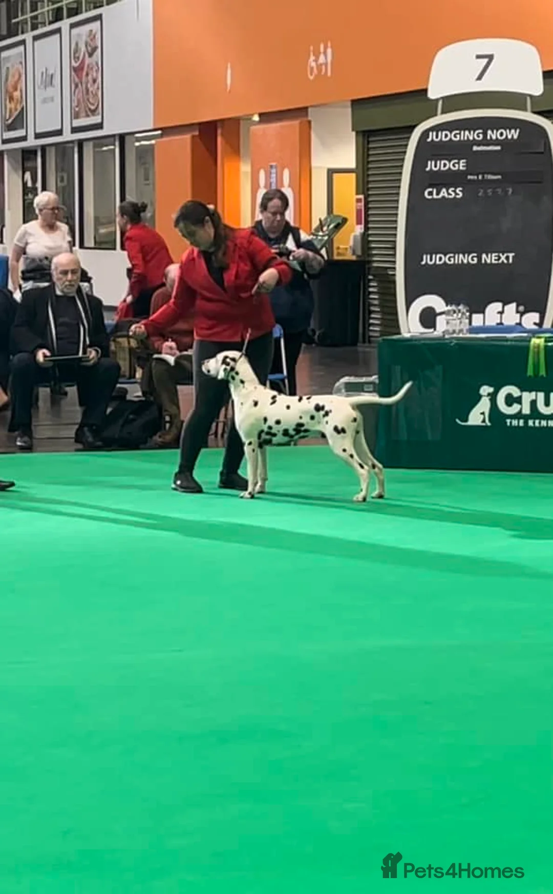 Dalmatian dogs for stud: CRUFTS QUALIFIED FOR LIFE HEALTH TESTED in Aberdare - Advert 14