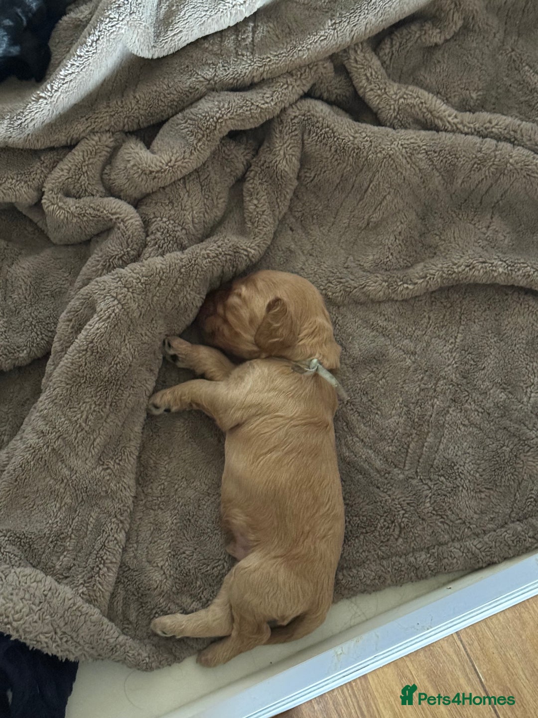 Cockapoo dogs for sale: F1 Cockapoo Puppies - Image 5