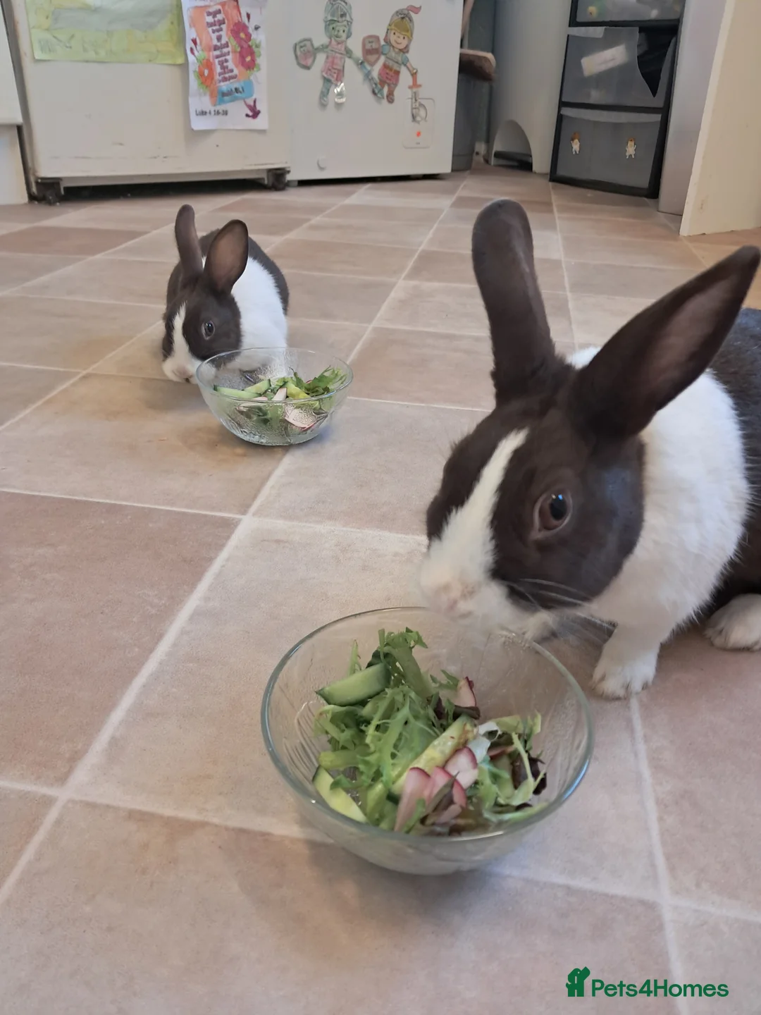 Dutch rabbits for sale: Two female Dutch rabbits- mother and daughter in Manchester - Advert 1