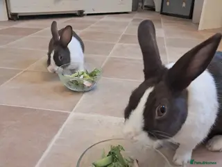 Dutch rabbits Two female Dutch rabbits- mother and daughter in Manchester - Advert 2