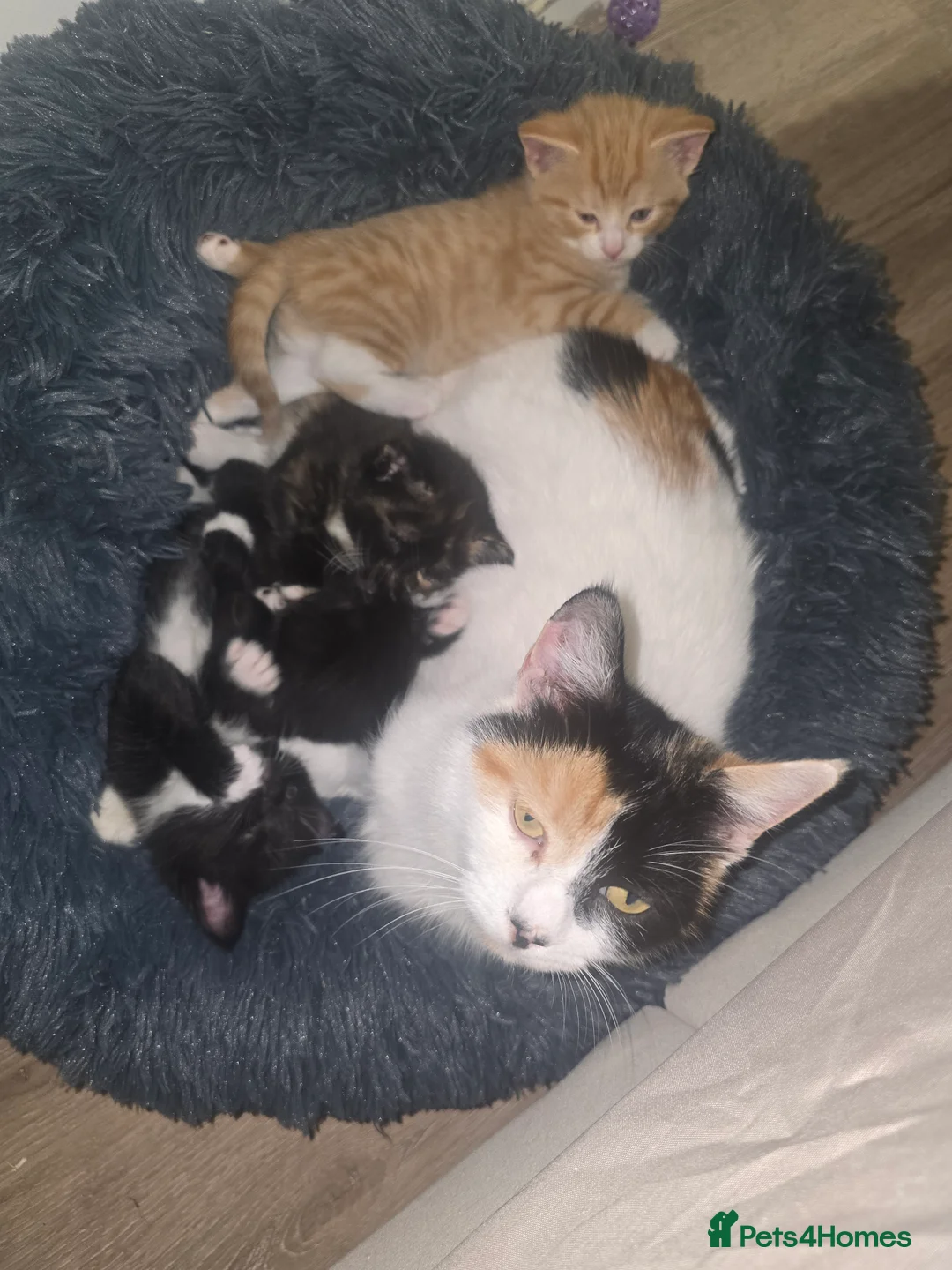 Mixed Breed cats for sale: Adorable Kittens (tri colour/ginger/tuxedo) Ready in Sheffield - Advert 20