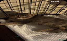 British Shorthair cats for sale: British Shorthair x Kittens  - Image 2