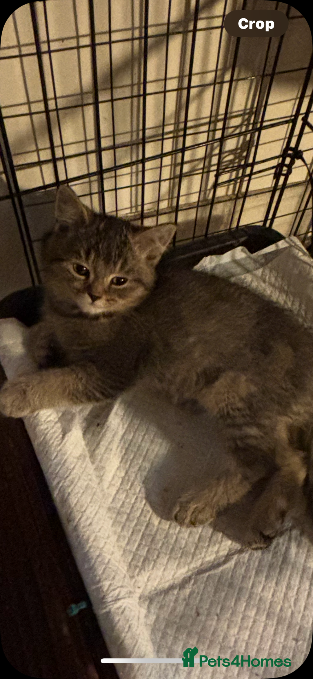 British Shorthair cats for sale: British Shorthair x Kittens  - Image 2