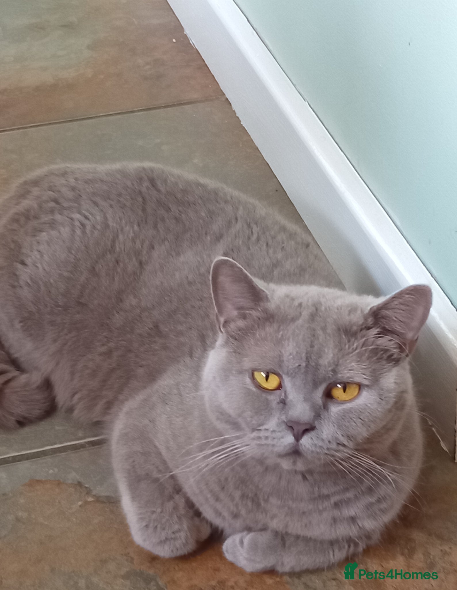 British Shorthair cats Lilac British short-hair girl  - Advert 1