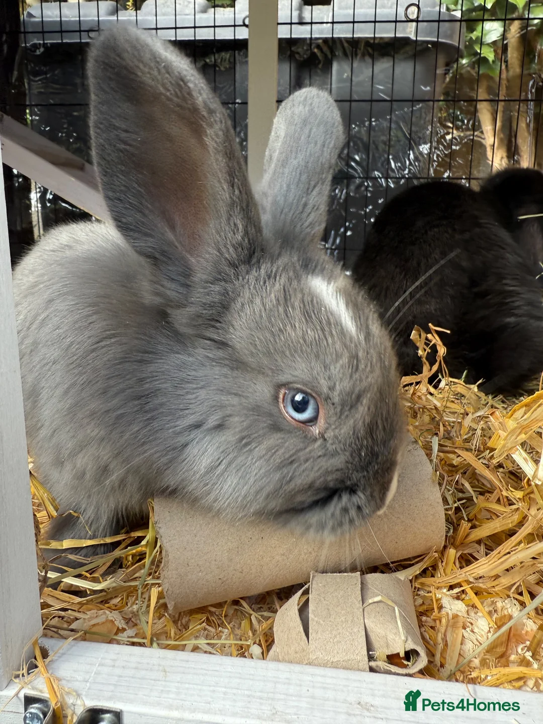 Mixed Breed rabbits for sale: 2 Male rabbits  in Worksop - Advert 1
