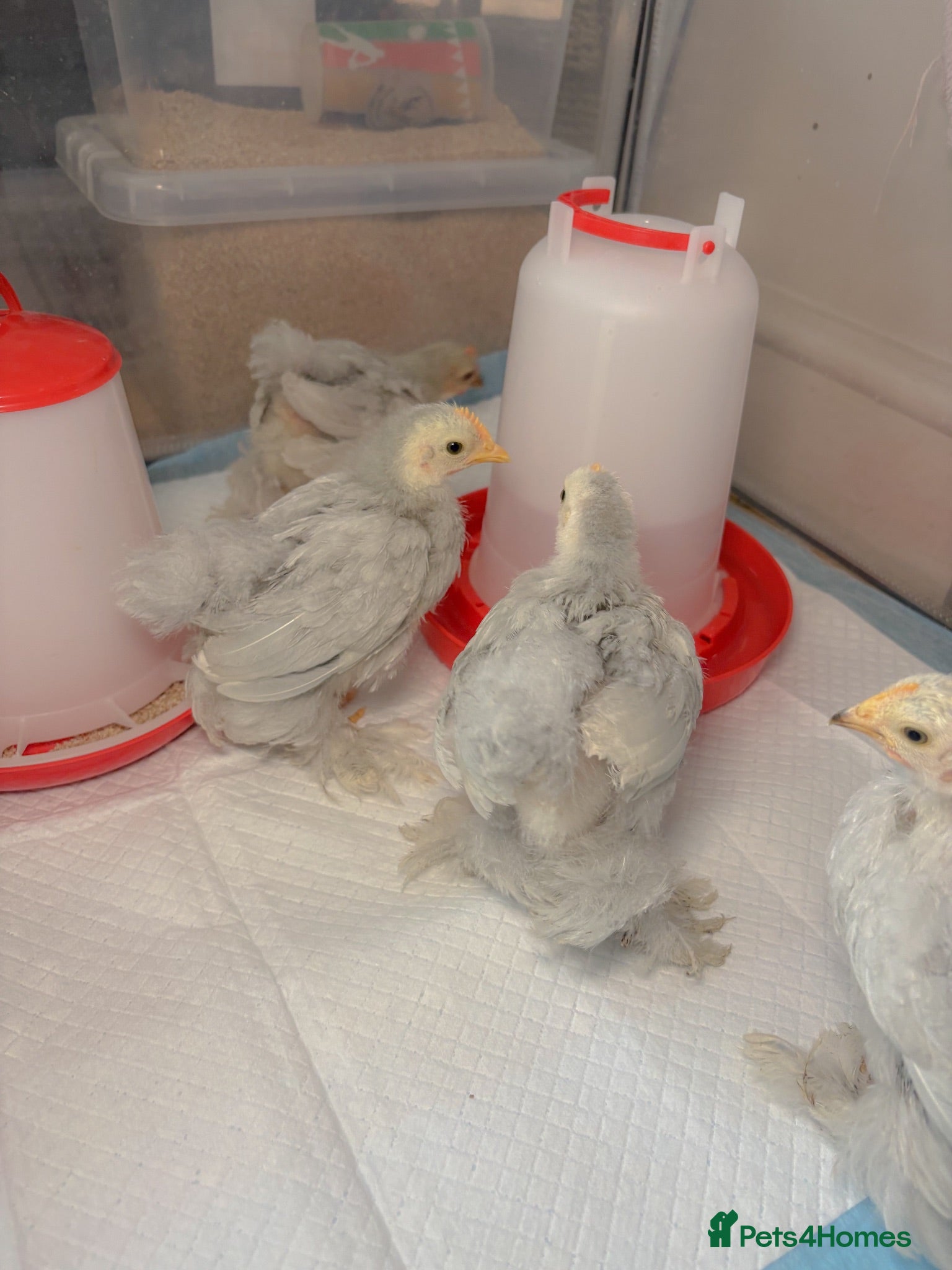 Chickens poultry LAST FOUR! UNSEXED LAVENDER PEKIN CHICKS.  - Advert 1