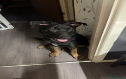 Belgian Shepherd Dog dogs for sale: Shadow a 6 months old Belgian shepherd  - Image 1