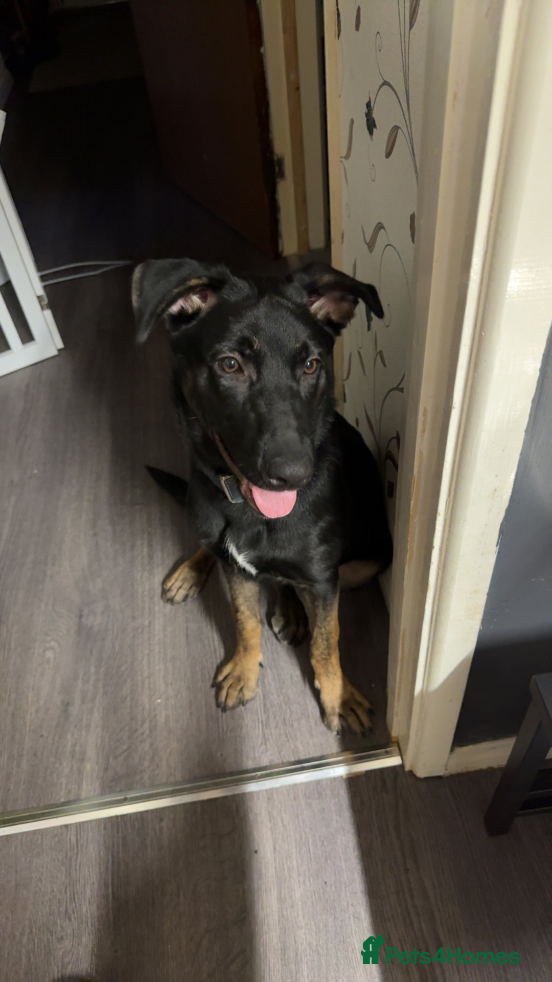 Belgian Shepherd Dog dogs for sale: Shadow a 6 months old Belgian shepherd  - Image 1