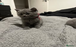 British Shorthair cats for sale: British Shorthair/Scottish Fold Kittens for sale - Image 16