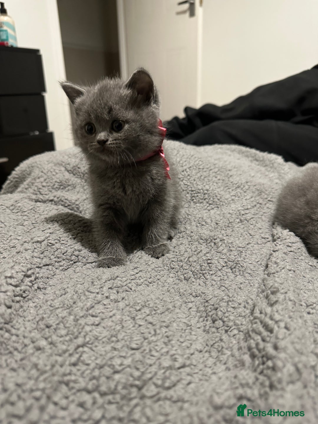 British Shorthair cats for sale: British Shorthair/Scottish Fold Kittens for sale - Image 16