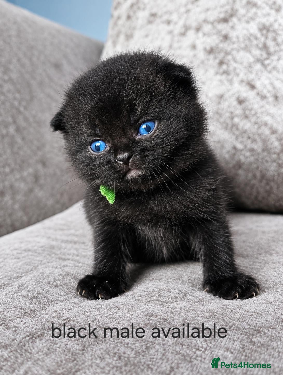 British Shorthair cats British shorthair kittens  - Advert 2