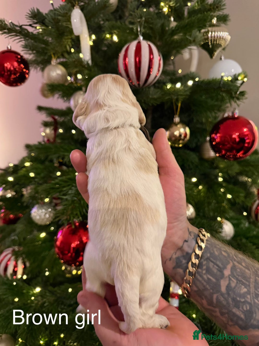 Cocker Spaniel dogs for sale: KC registered show type cocker spaniel  - Advert 6