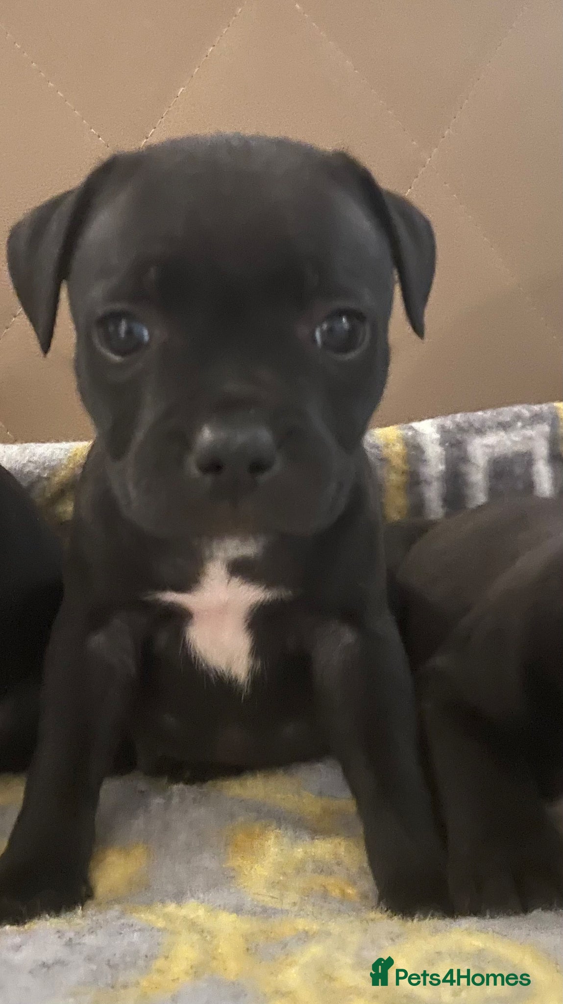 Staffordshire Bull Terrier dogs KC REGISTERED 3 BLACK BOYS 1 GIRL - Advert 1
