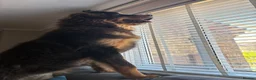 Tibetan Mastiff dogs for sale: Brenda needs a home  in Ashford - Advert 4
