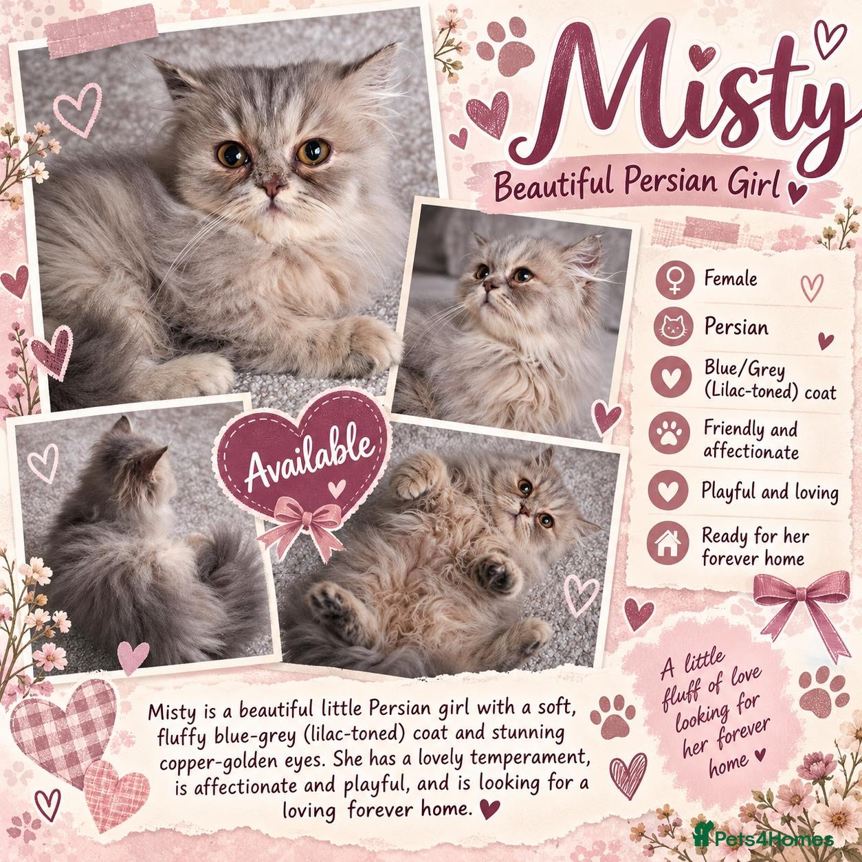 Persian cats Could Misty Be Your Perfect Persian Kitten? - Advert 1