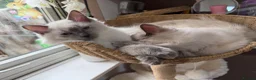 Ragdoll cats for sale: Ragdoll kitten 5 months  - Advert 2