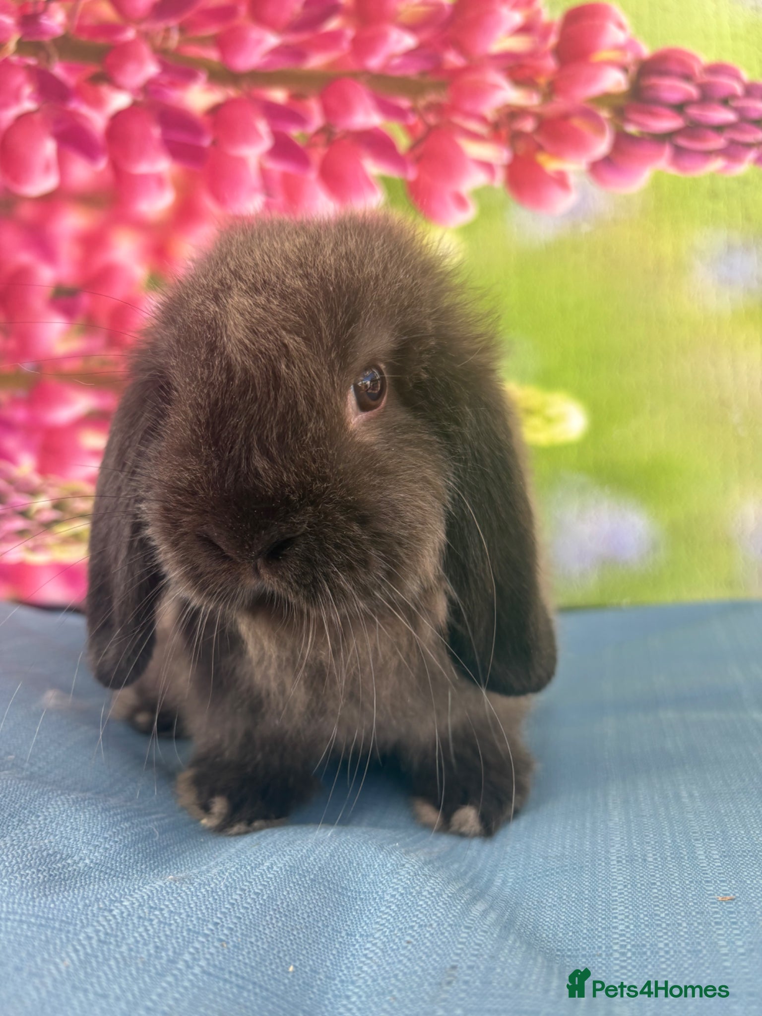 Mini Lop rabbits for sale: Mini lops - Advert 6