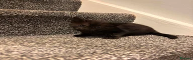 American Shorthair 3