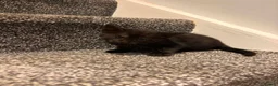 American Shorthair cats for sale: 4 Male American shorthairs - Advert 8