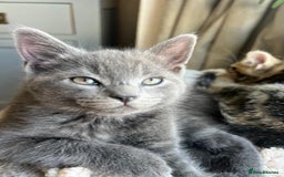 Russian Blue cats for sale: Russian blue boy cross bengal grey - Image 18