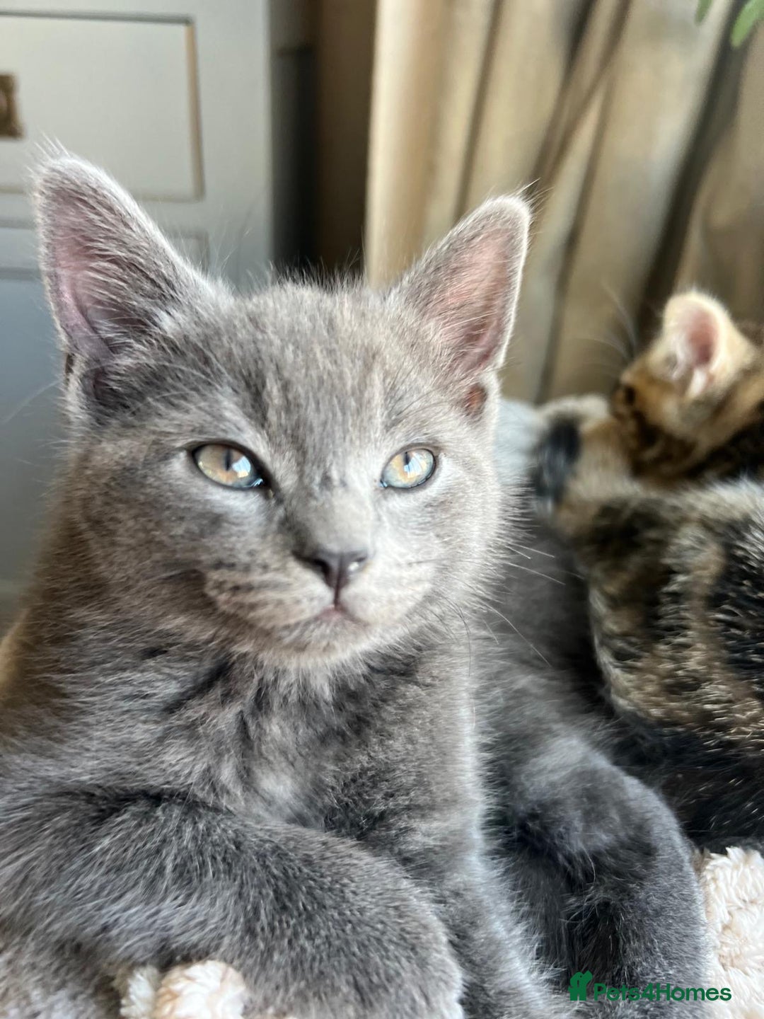 Russian Blue cats for sale: Russian blue boy cross bengal grey - Image 18