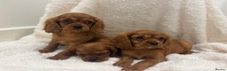 Cavalier King Charles Spaniel dogs for sale: KC registered Health tested King Charles cavalier - Advert 1