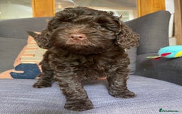 Schnoodle dogs for sale: F1 mega coated mini cross Schnoodles - Image 28