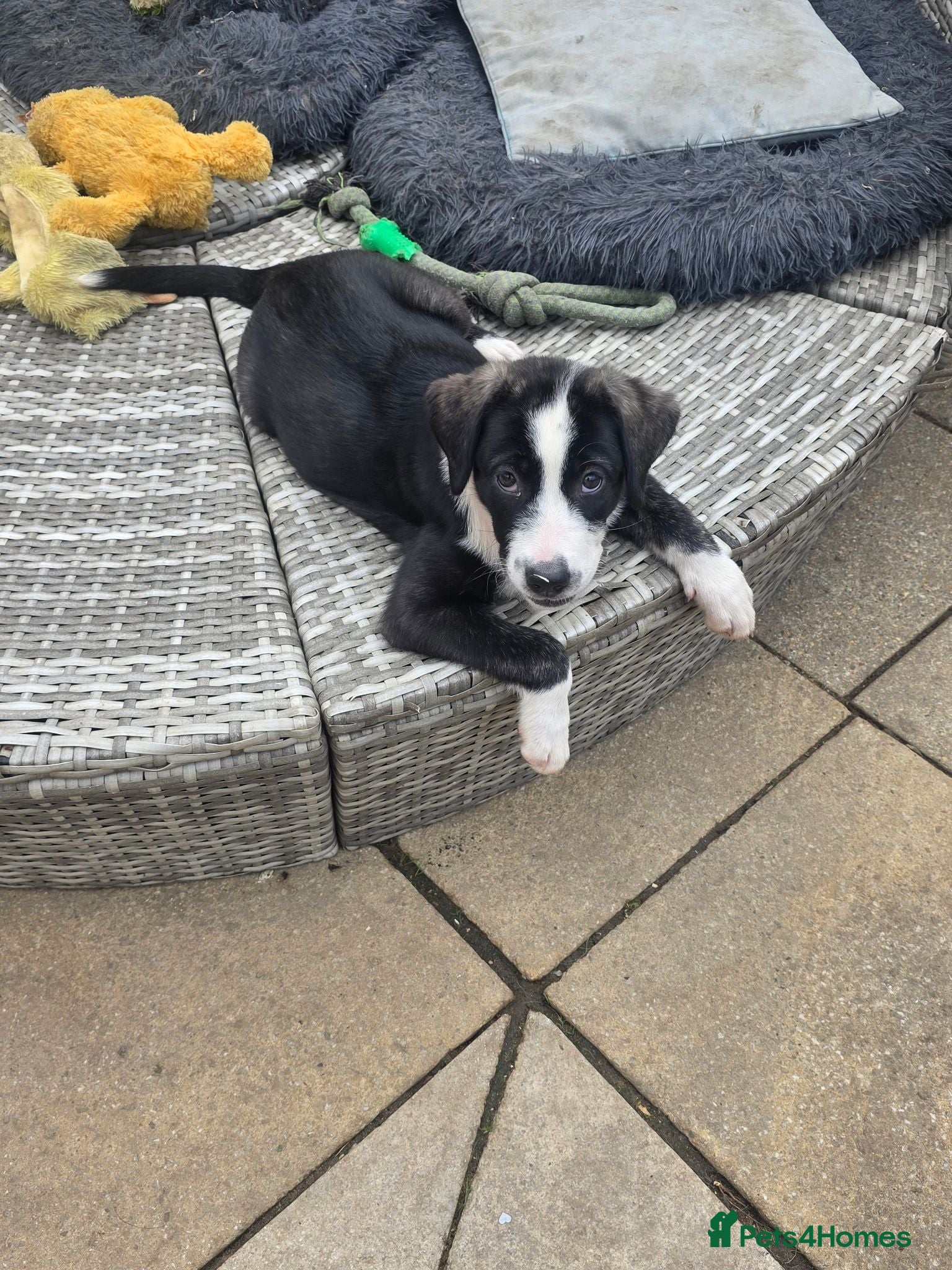 Mixed Breed dogs Husky cross staffy puppies  - Advert 2