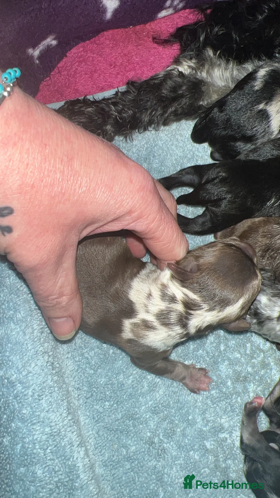 Cavapoo dogs for sale: Toy Cavapoo f1b puppies in Pontypool - Advert 2