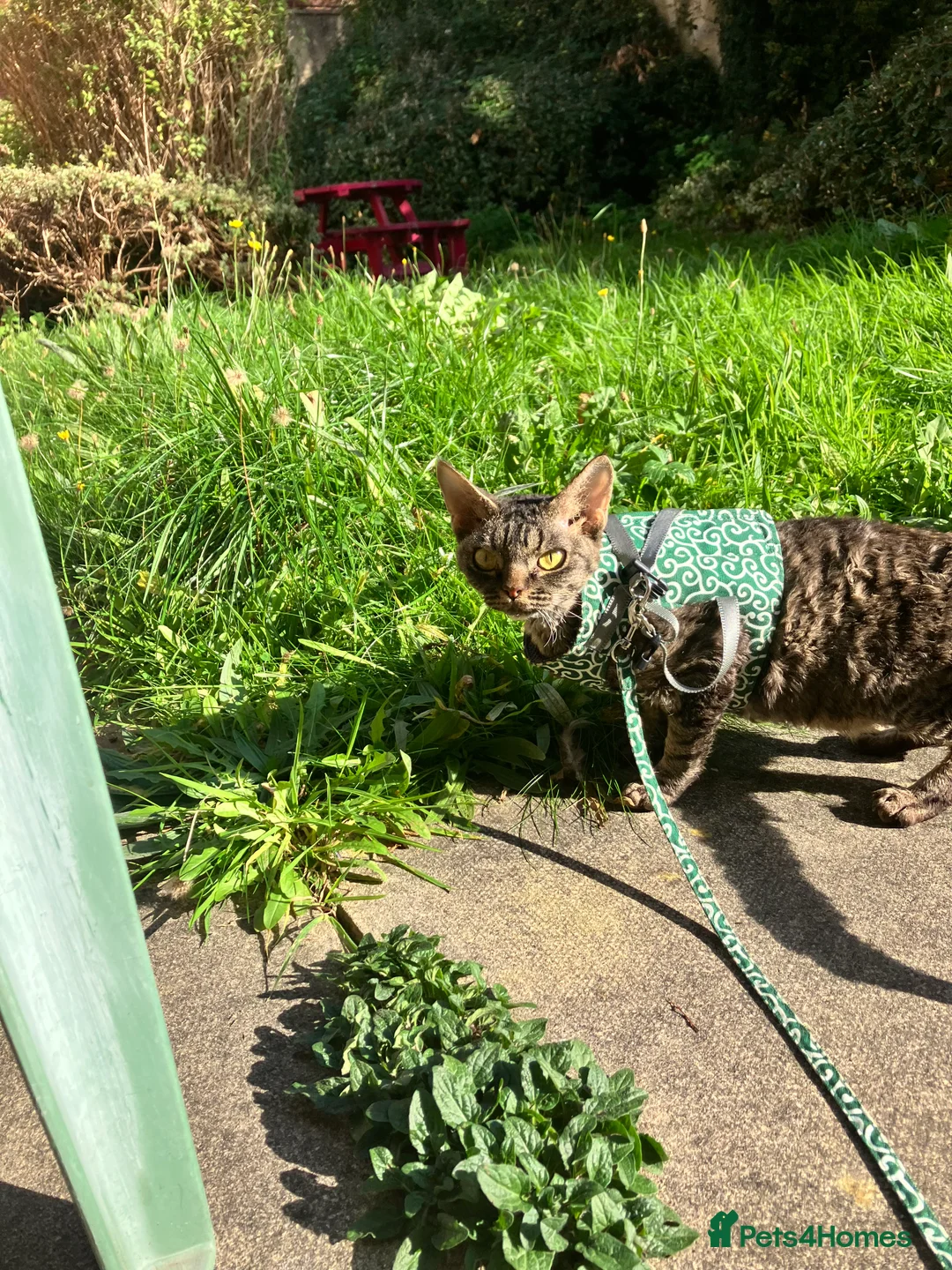 Devon Rex cats for sale: GCCF Registered Young Adult Females - Advert 4
