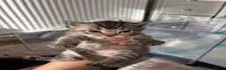 Mixed Breed cats for sale: Beaitiful Ragdoll x kittens READY ON 26th June  - Advert 4